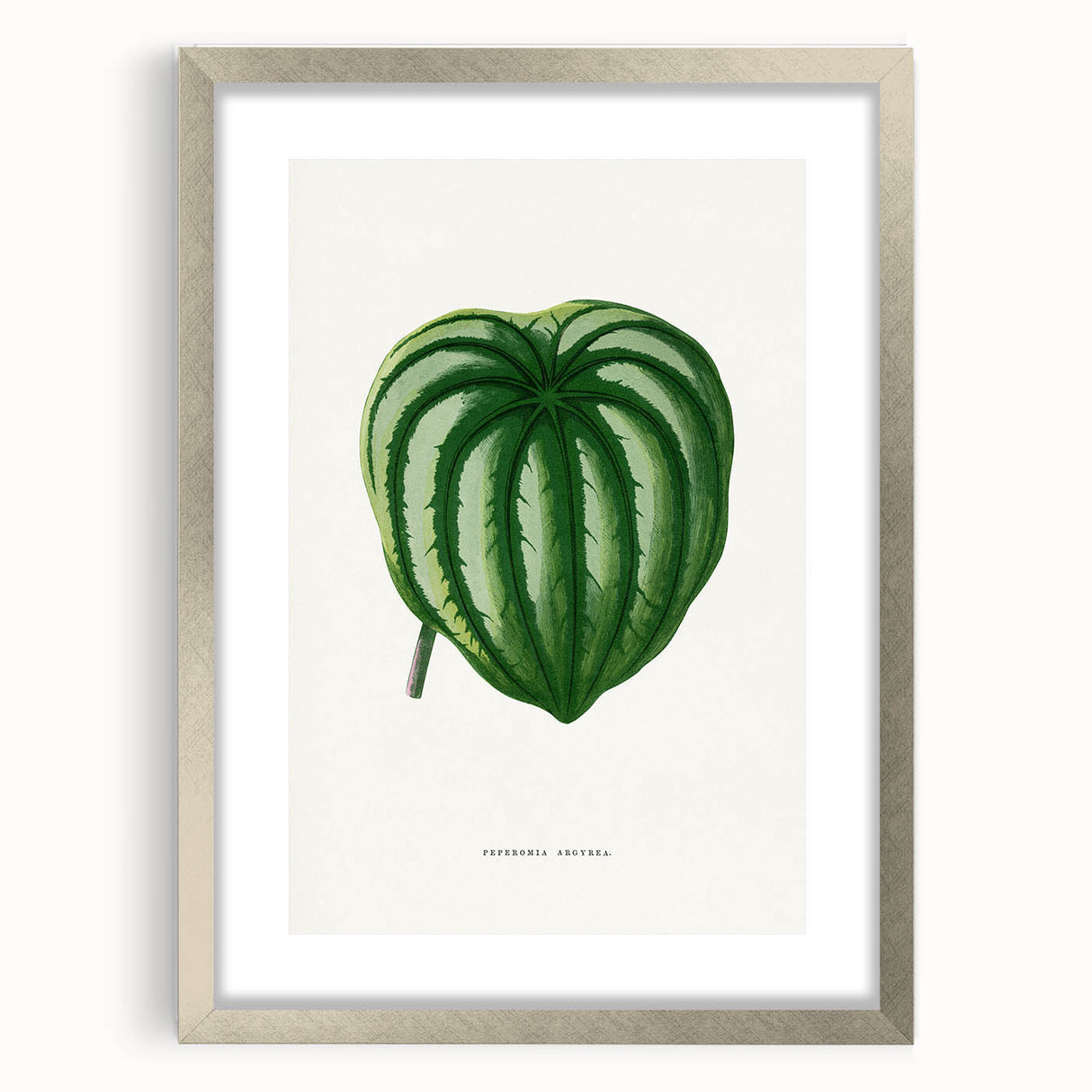 Romanticism Art - Peperomia Argyrea Leaf Illustration on Canvas