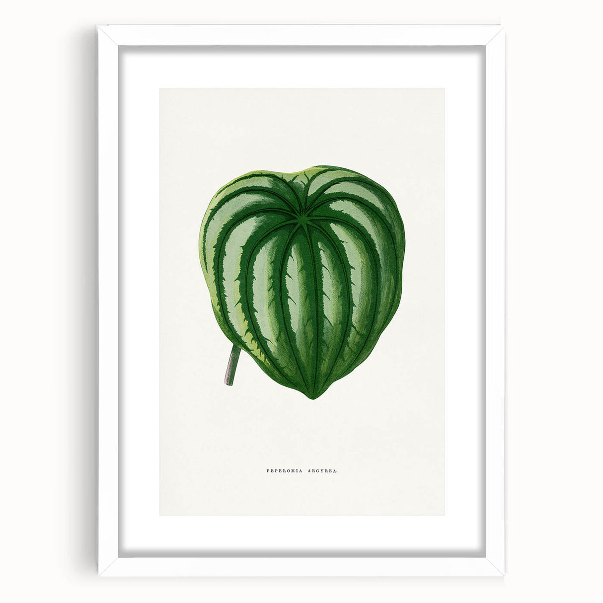 Romanticism Art - Peperomia Argyrea Leaf Illustration on Canvas