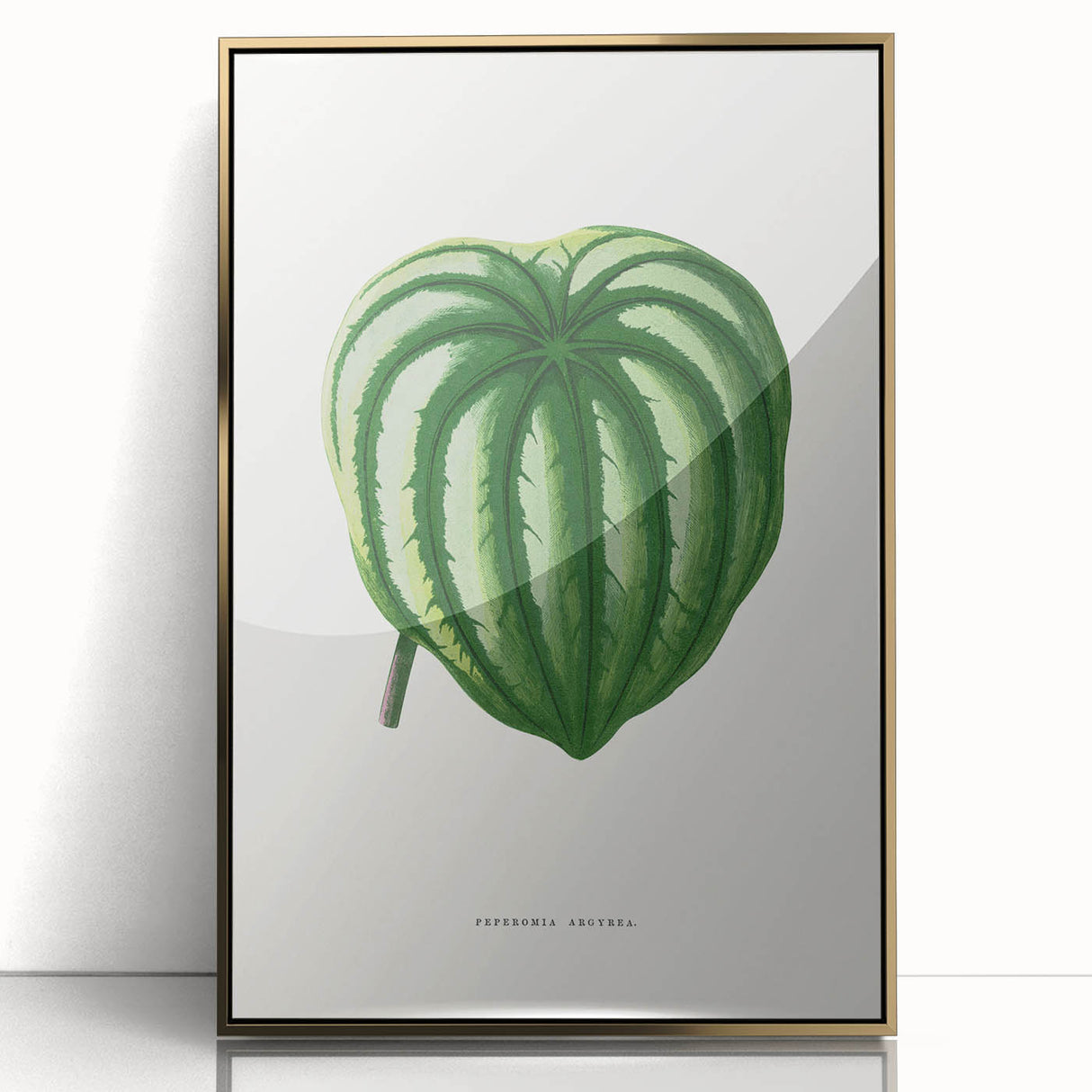Romanticism Art - Peperomia Argyrea Leaf Illustration on Canvas