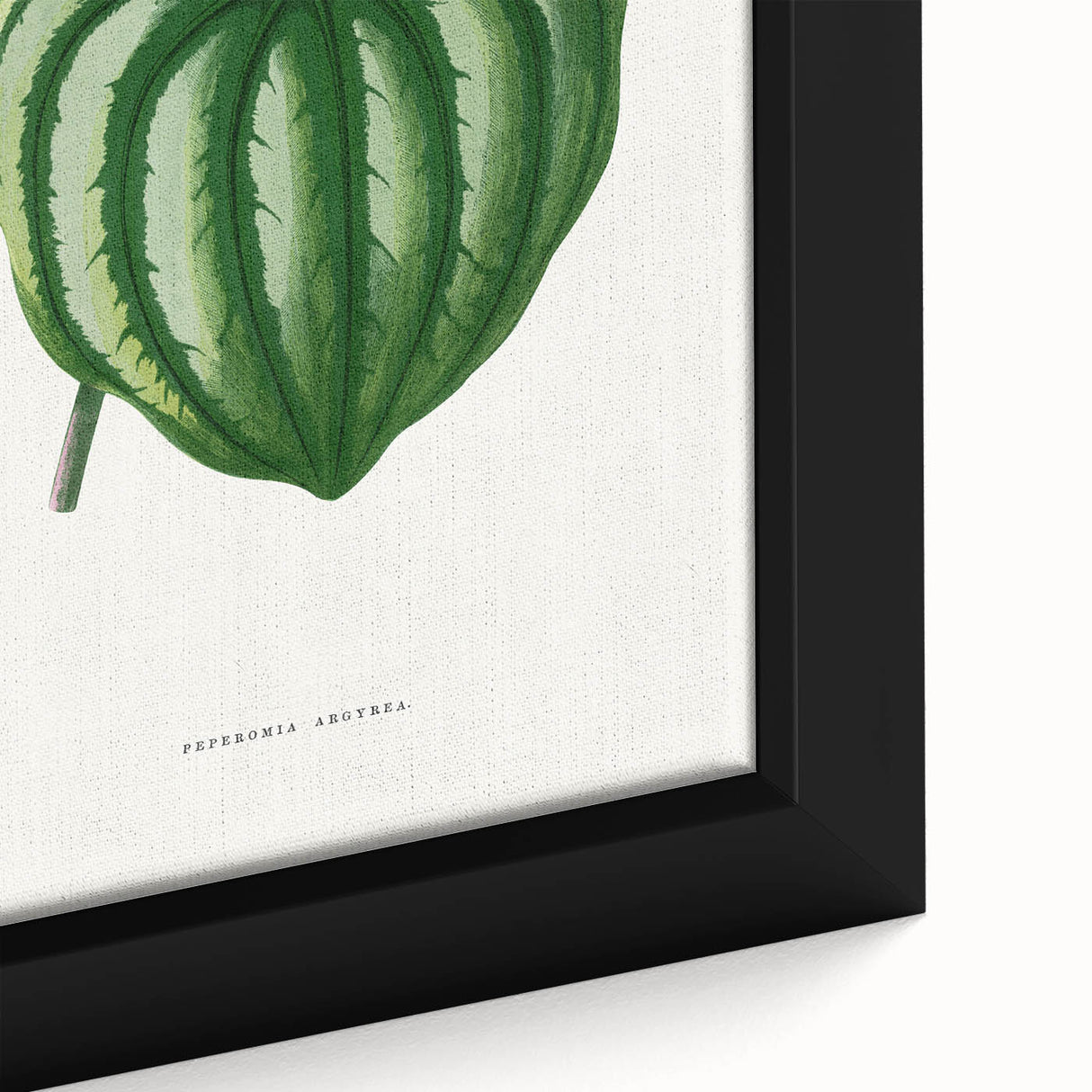 Romanticism Art - Peperomia Argyrea Leaf Illustration on Canvas