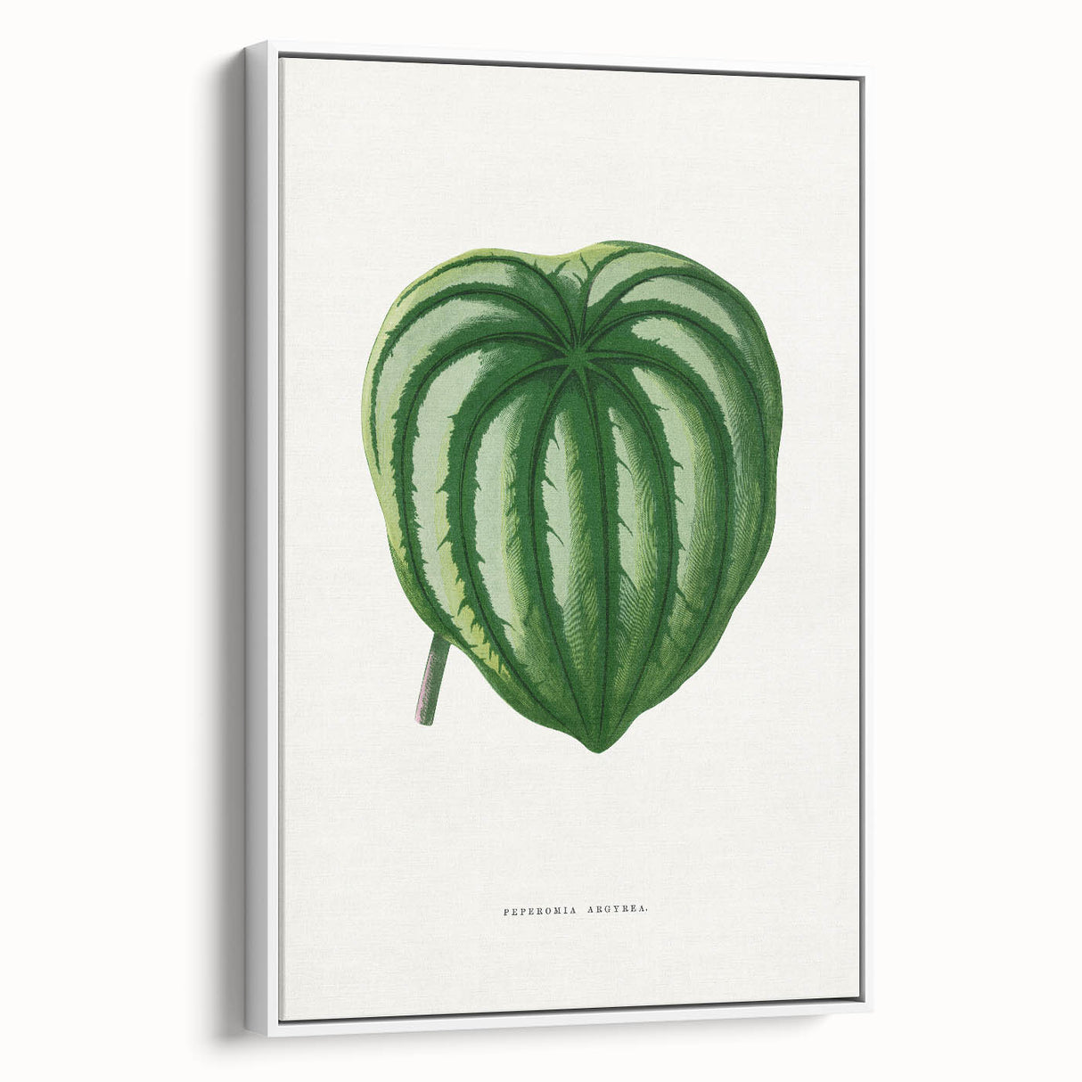 Romanticism Art - Peperomia Argyrea Leaf Illustration on Canvas