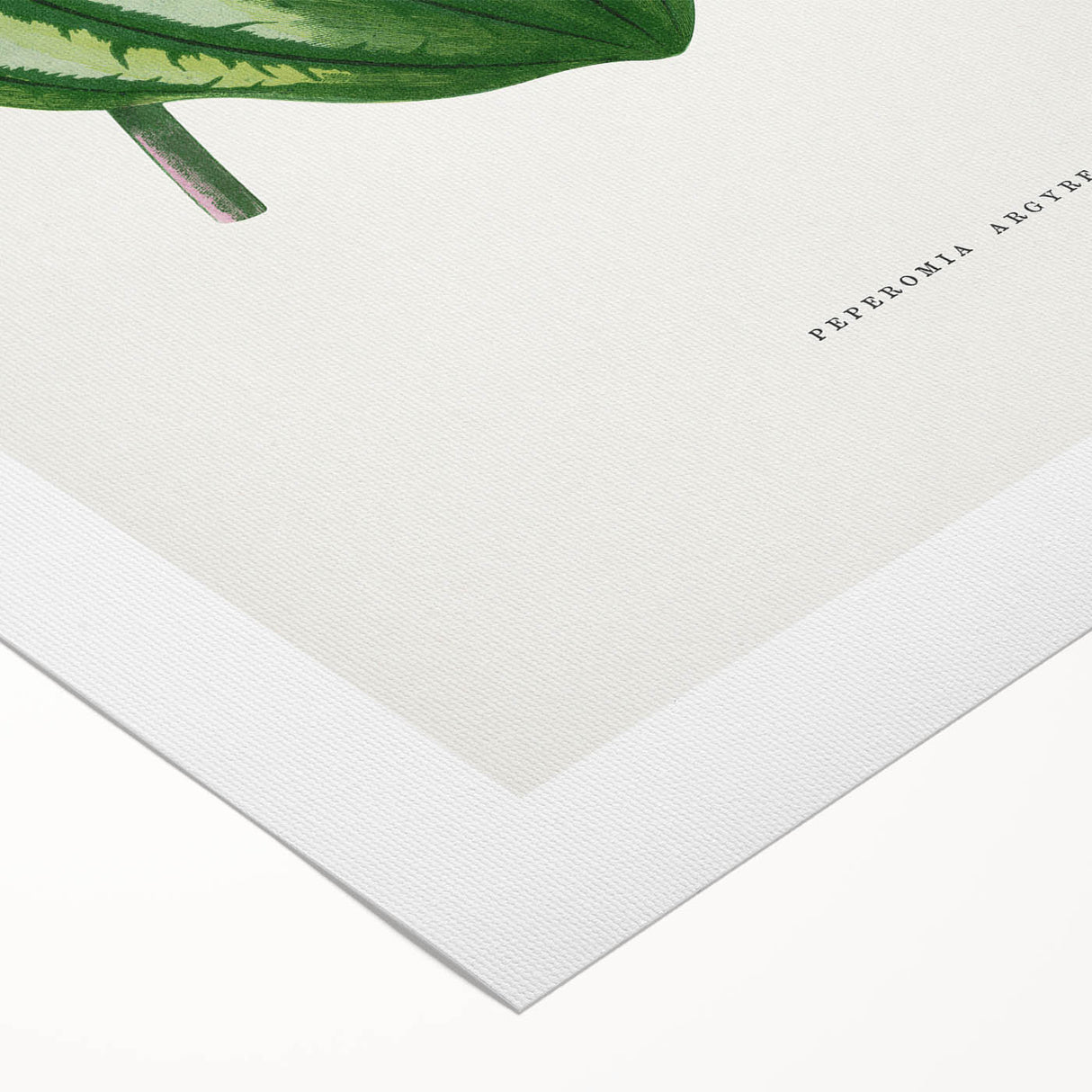 Romanticism Art - Peperomia Argyrea Leaf Illustration on Canvas