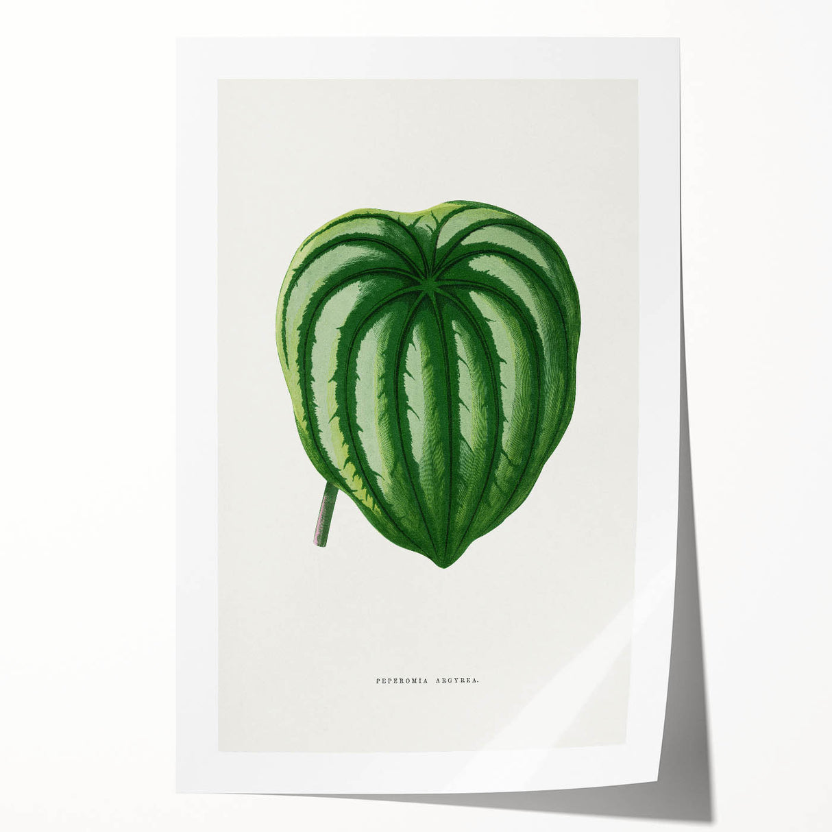 Romanticism Art - Peperomia Argyrea Leaf Illustration on Canvas