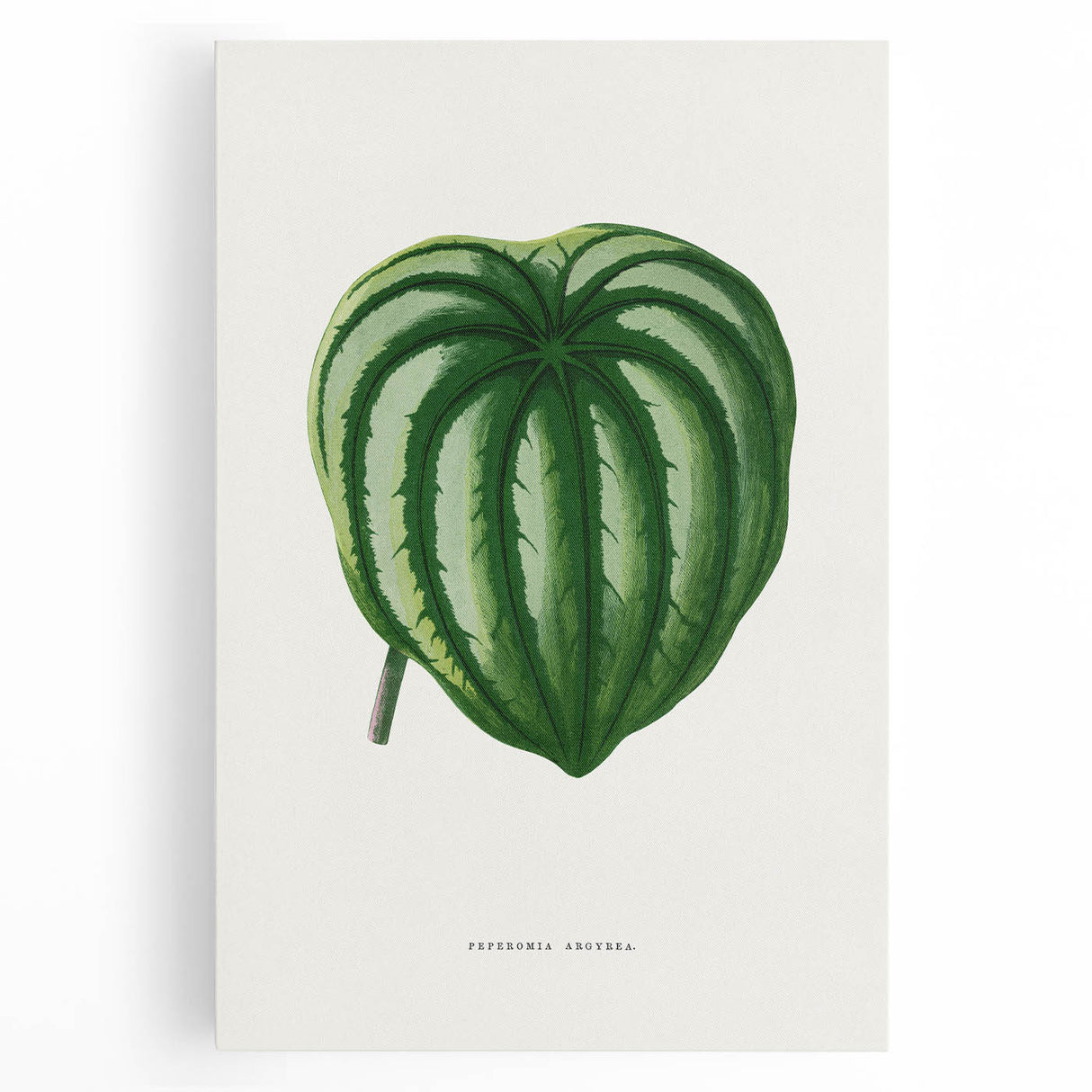 Romanticism Art - Peperomia Argyrea Leaf Illustration on Canvas