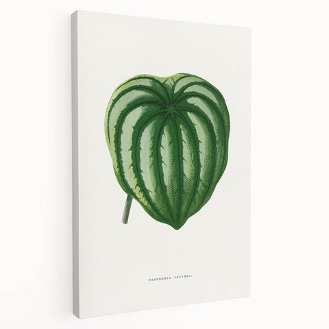 Romanticism Art - Peperomia Argyrea Leaf Illustration on Canvas