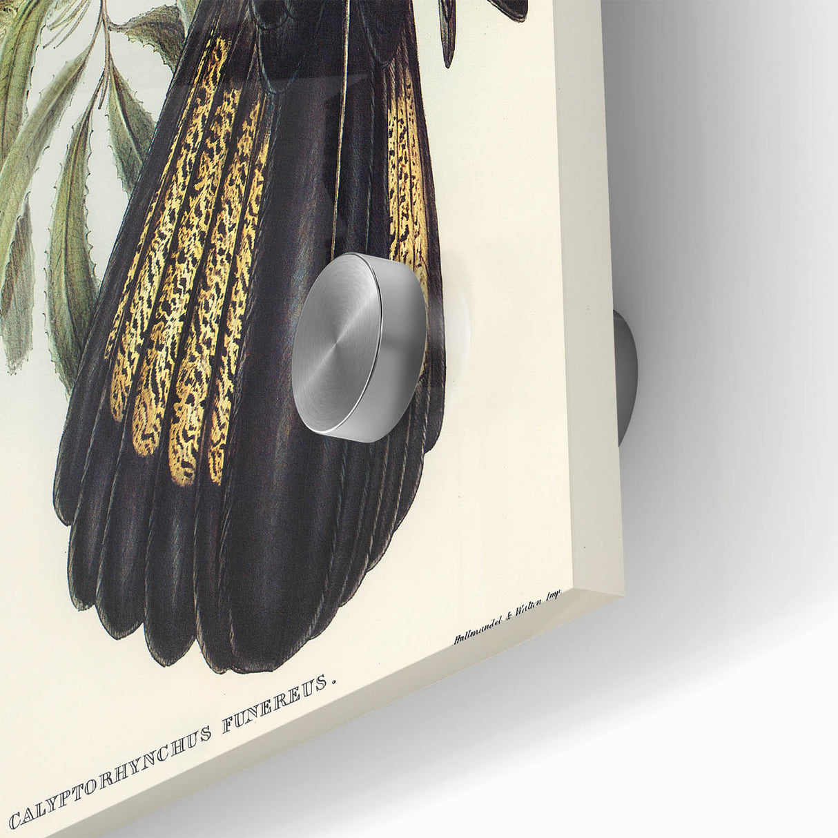 Romanticism Art - Funereal Cockatoo Illustration by Elizabeth Gould