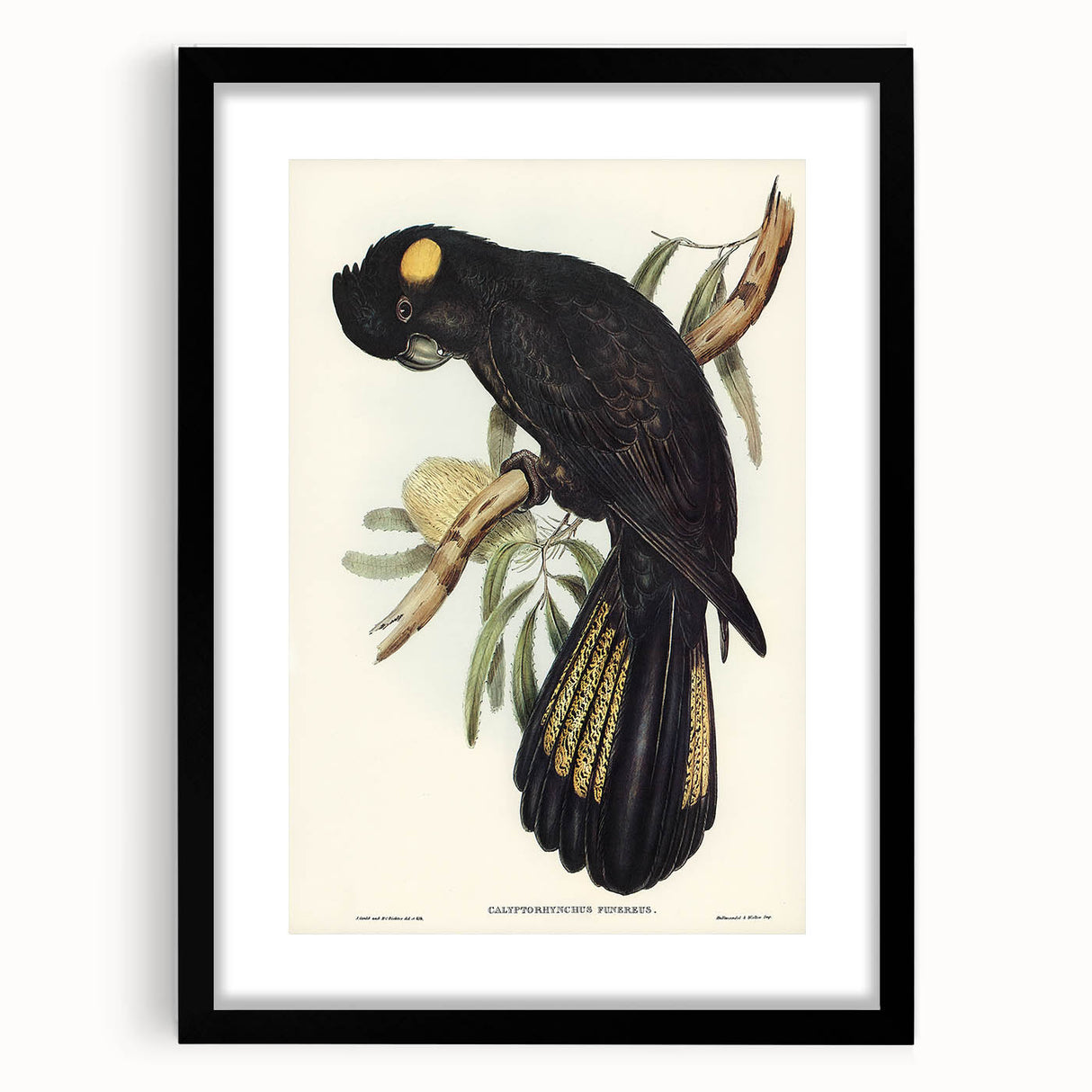 Romanticism Art - Funereal Cockatoo Illustration by Elizabeth Gould