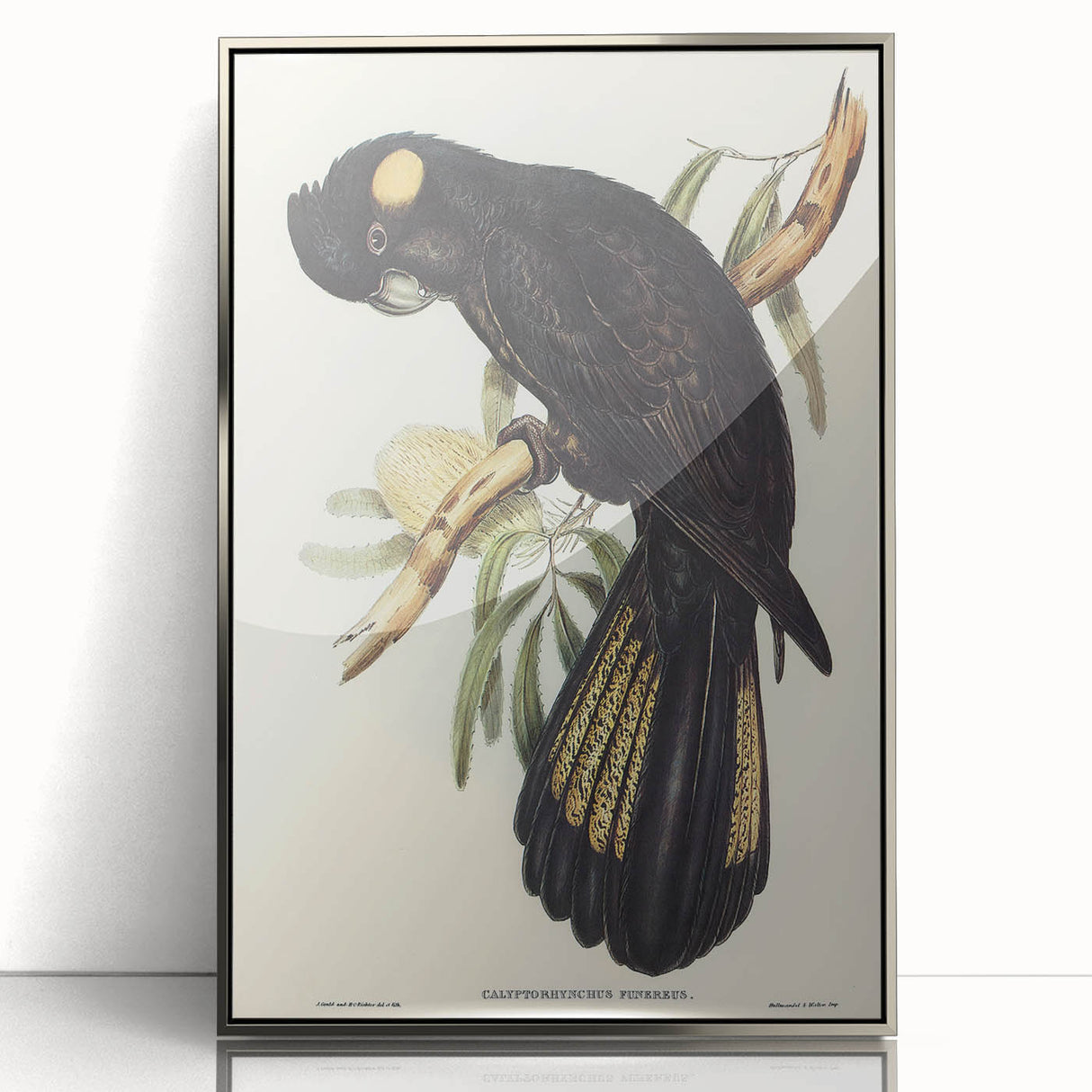 Romanticism Art - Funereal Cockatoo Illustration by Elizabeth Gould