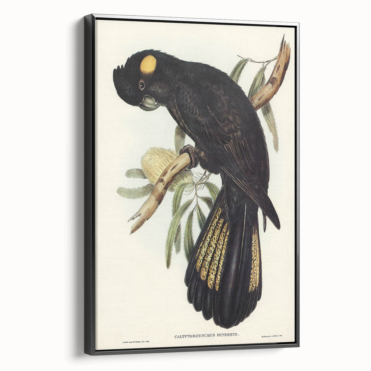 Romanticism Art - Funereal Cockatoo Illustration by Elizabeth Gould