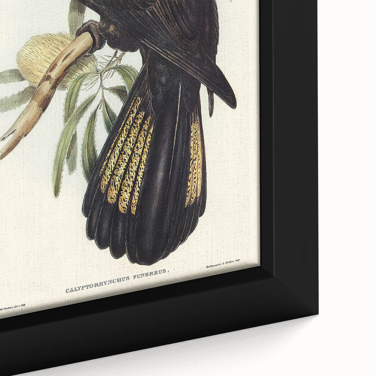 Romanticism Art - Funereal Cockatoo Illustration by Elizabeth Gould