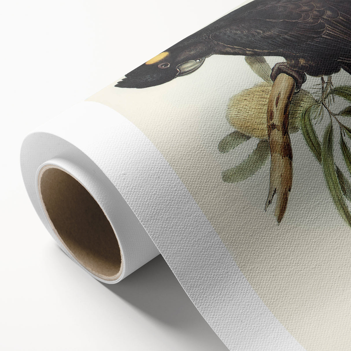 Romanticism Art - Funereal Cockatoo Illustration by Elizabeth Gould