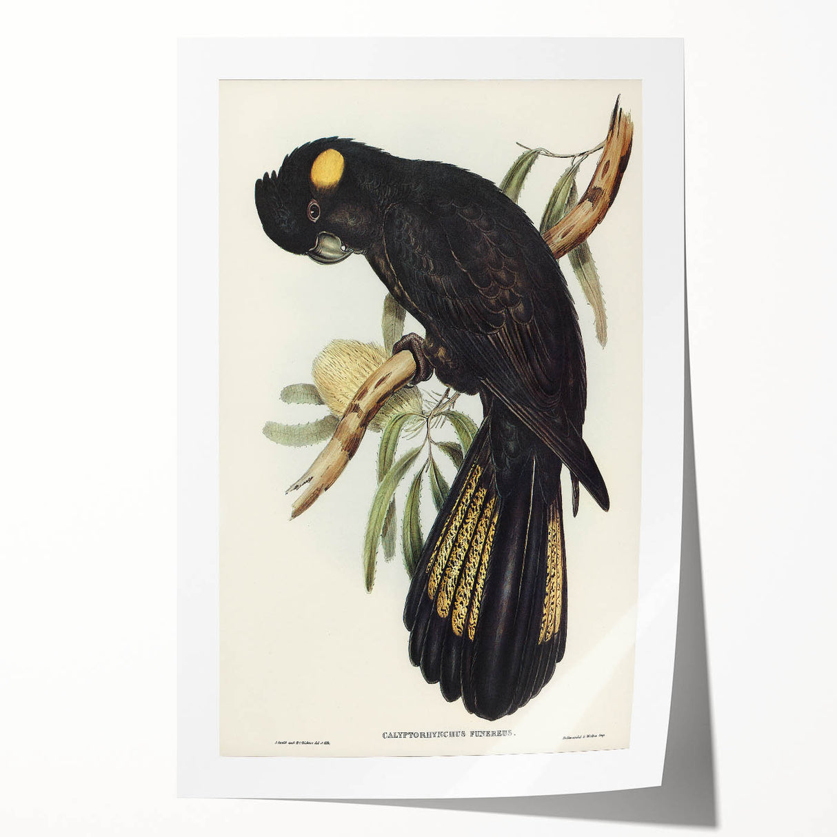 Romanticism Art - Funereal Cockatoo Illustration by Elizabeth Gould