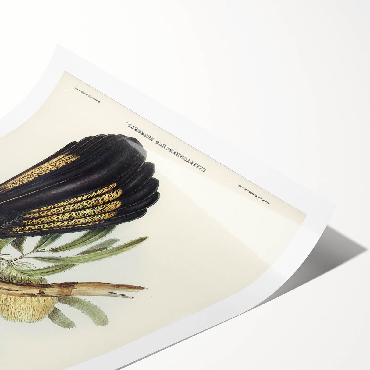 Romanticism Art - Funereal Cockatoo Illustration by Elizabeth Gould