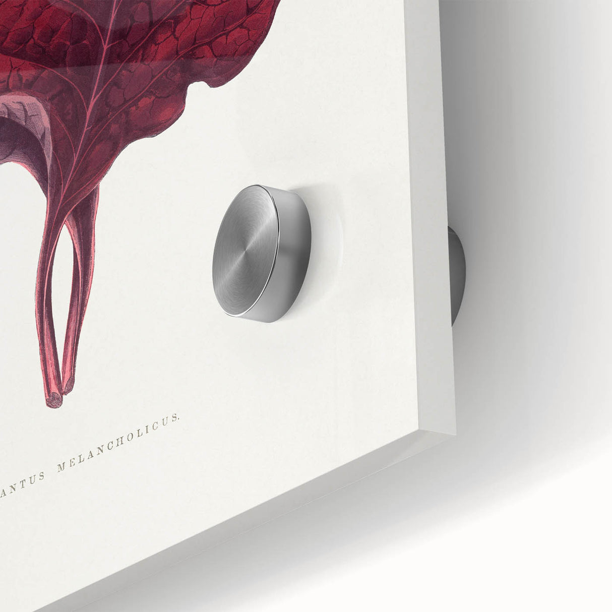 Romanticism Art - Amarantus Melancholicus Leaf Illustration on Canvas