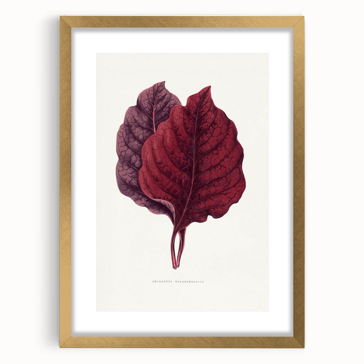 Romanticism Art - Amarantus Melancholicus Leaf Illustration on Canvas