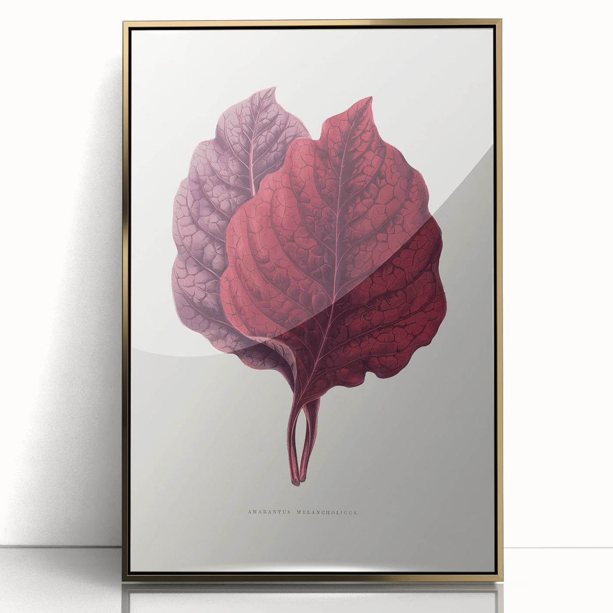 Romanticism Art - Amarantus Melancholicus Leaf Illustration on Canvas