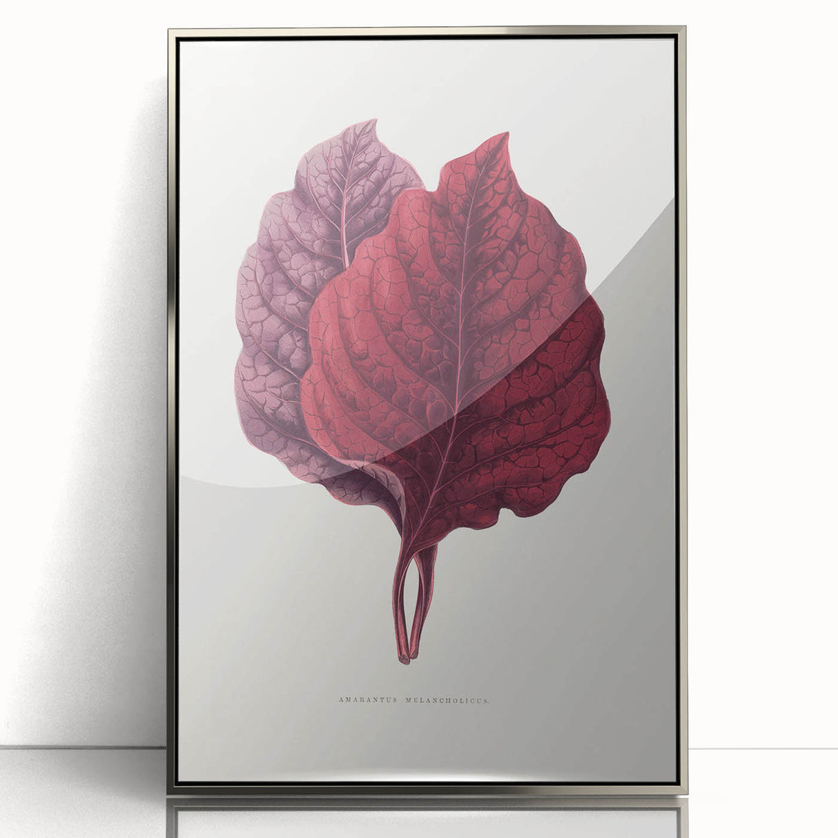 Romanticism Art - Amarantus Melancholicus Leaf Illustration on Canvas