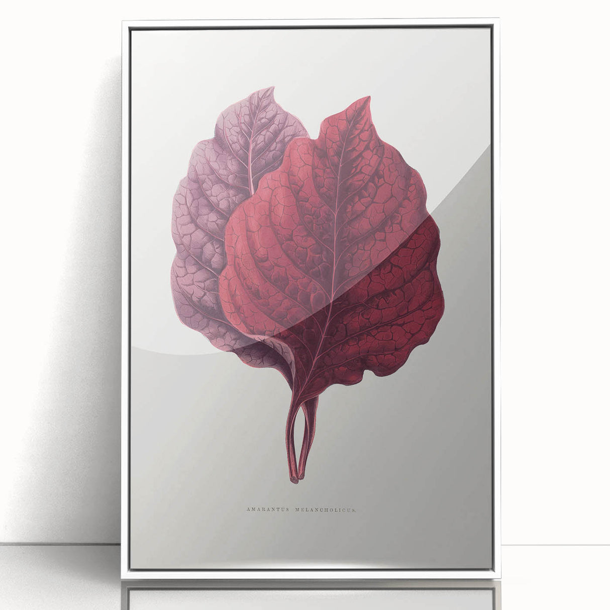 Romanticism Art - Amarantus Melancholicus Leaf Illustration on Canvas