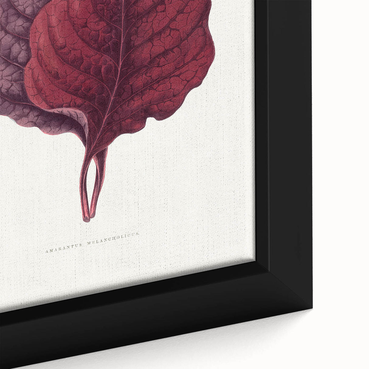 Romanticism Art - Amarantus Melancholicus Leaf Illustration on Canvas
