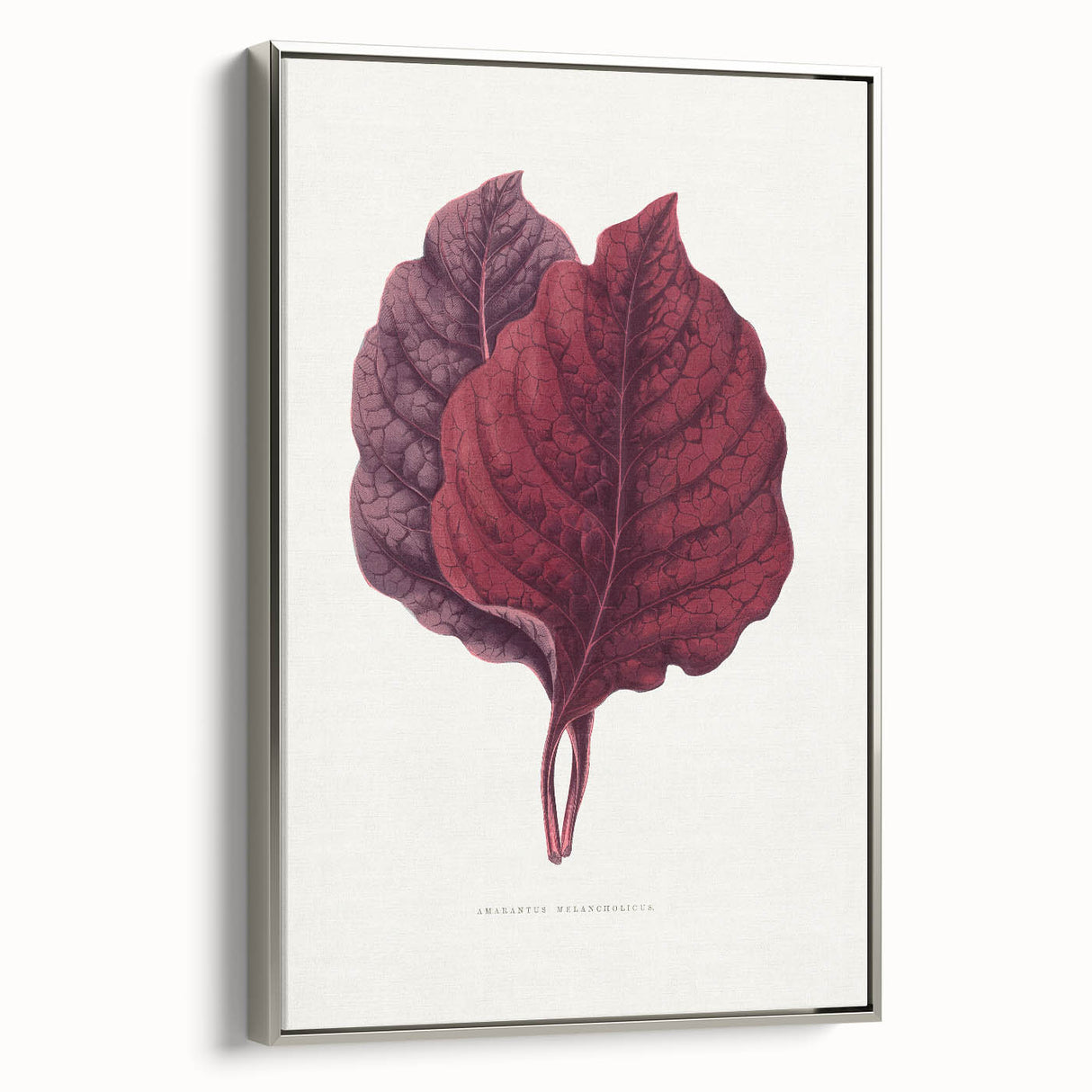 Romanticism Art - Amarantus Melancholicus Leaf Illustration on Canvas