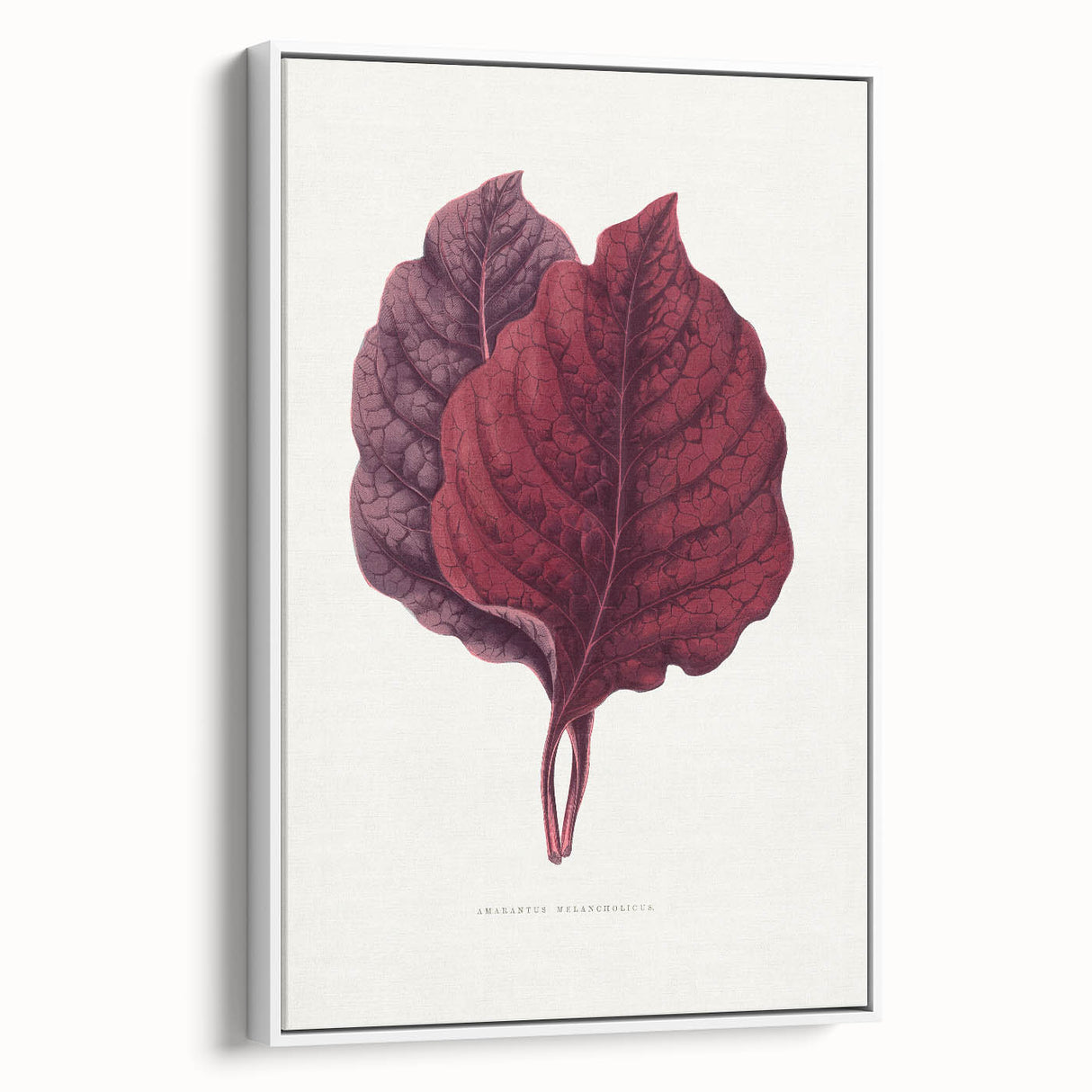 Romanticism Art - Amarantus Melancholicus Leaf Illustration on Canvas