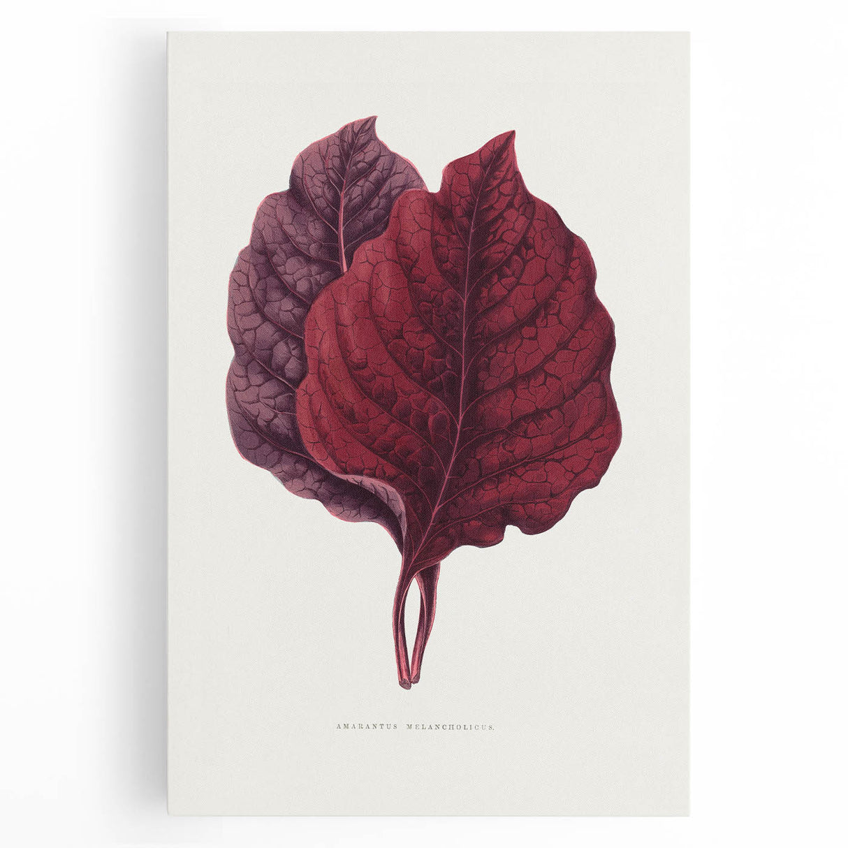 Romanticism Art - Amarantus Melancholicus Leaf Illustration on Canvas