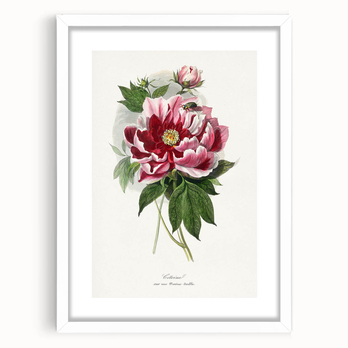 Romanticism Art - Peony Flower Painting on Canvas