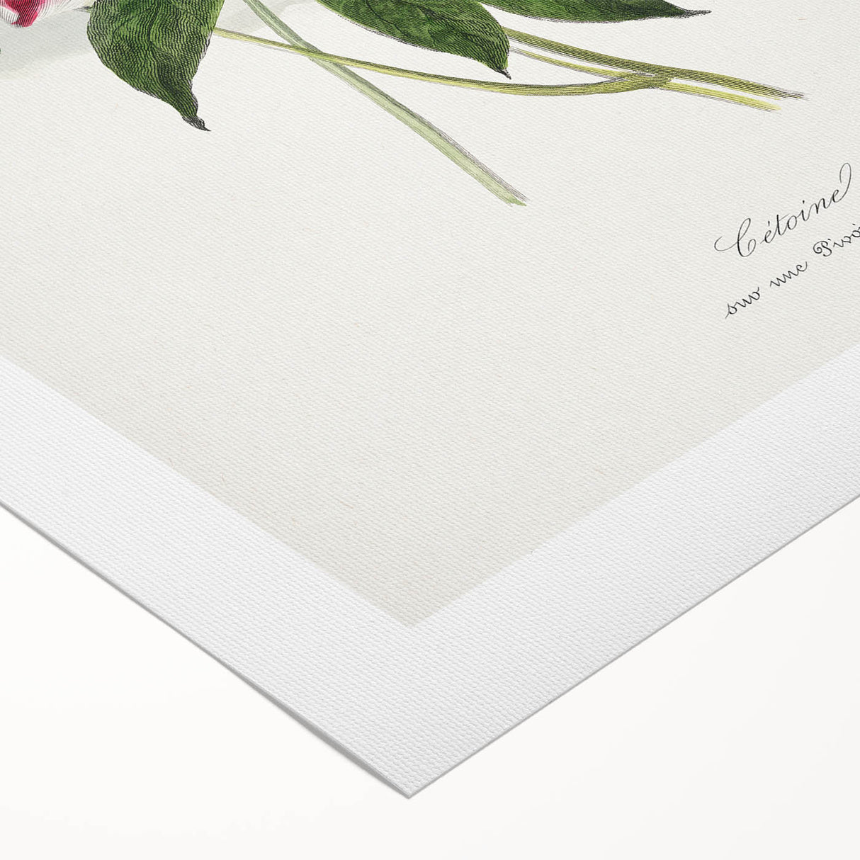 Romanticism Art - Peony Flower Painting on Canvas