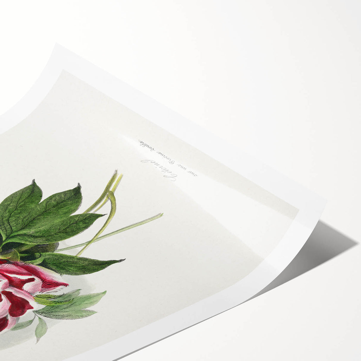 Romanticism Art - Peony Flower Painting on Canvas