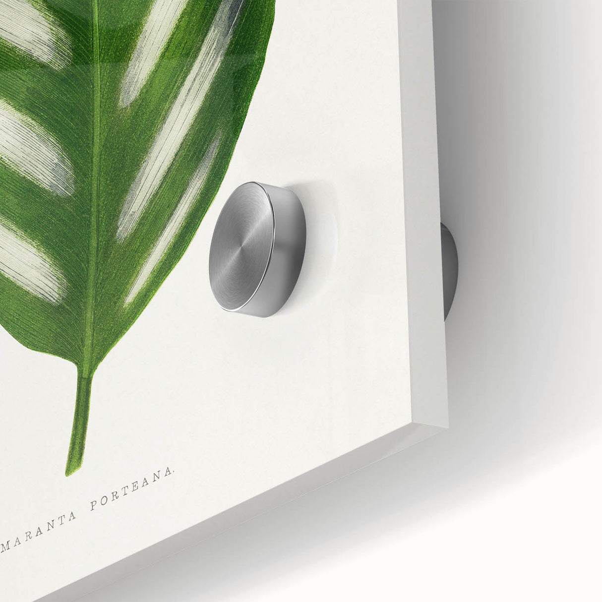 Romanticism Art - Maranta Porteana Leaf Illustration on Canvas