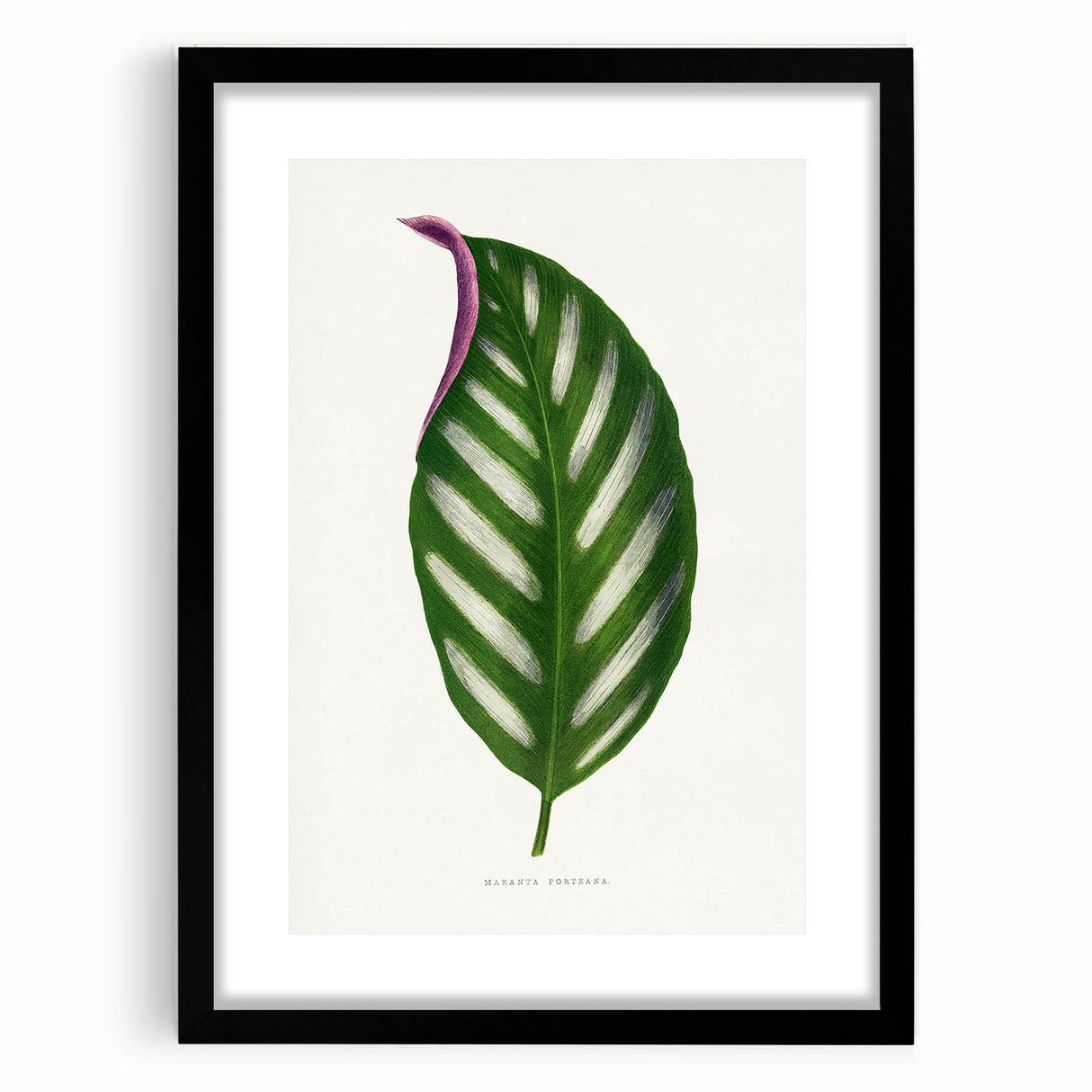 Romanticism Art - Maranta Porteana Leaf Illustration on Canvas