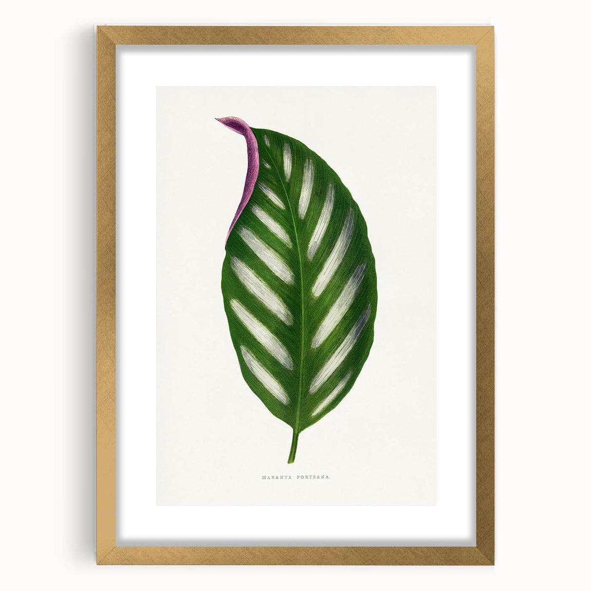 Romanticism Art - Maranta Porteana Leaf Illustration on Canvas