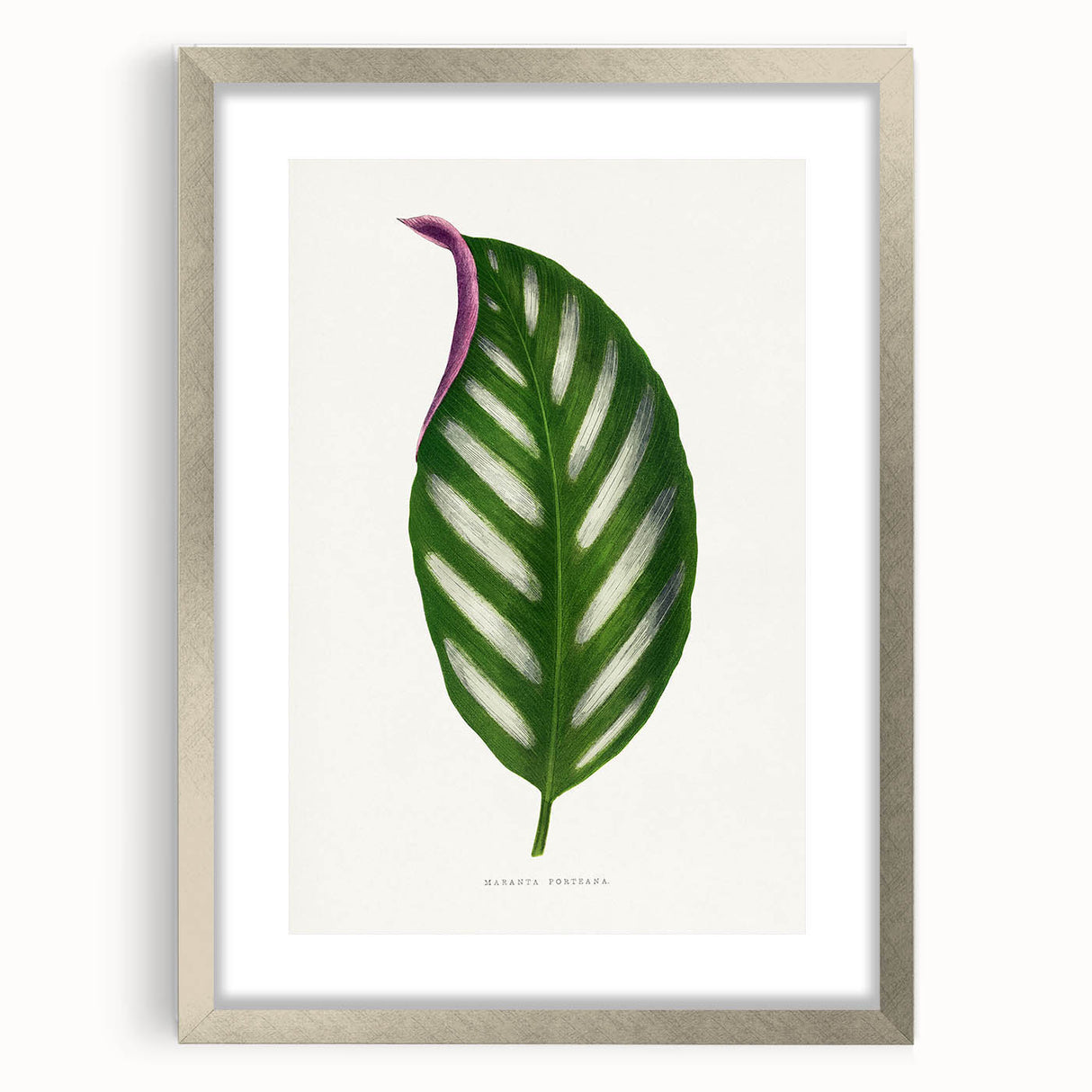 Romanticism Art - Maranta Porteana Leaf Illustration on Canvas