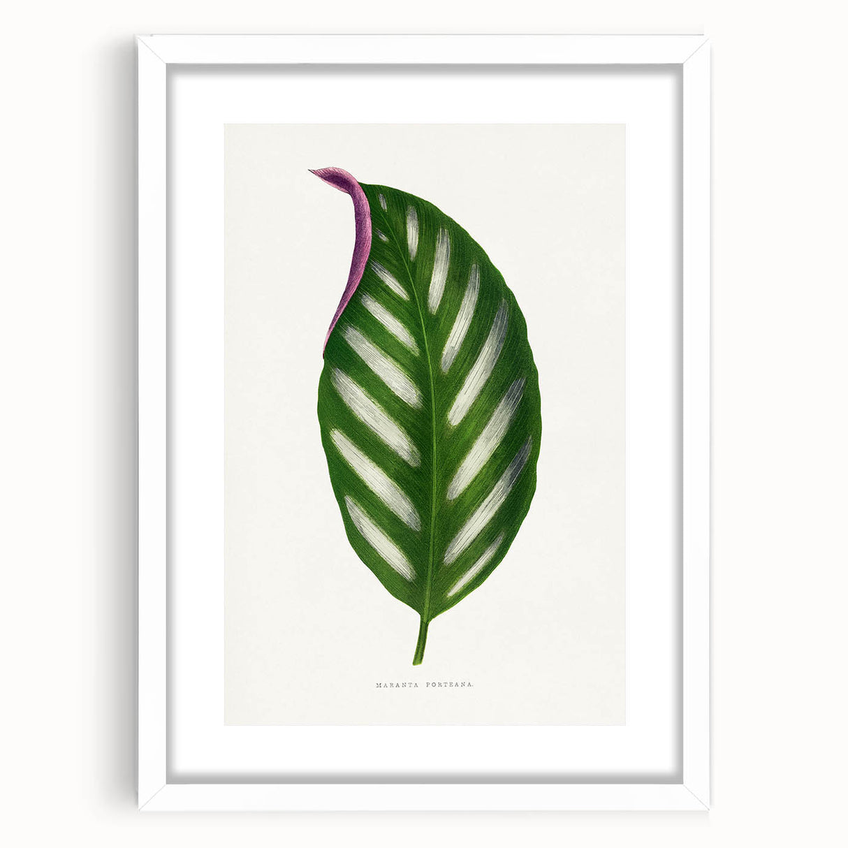 Romanticism Art - Maranta Porteana Leaf Illustration on Canvas