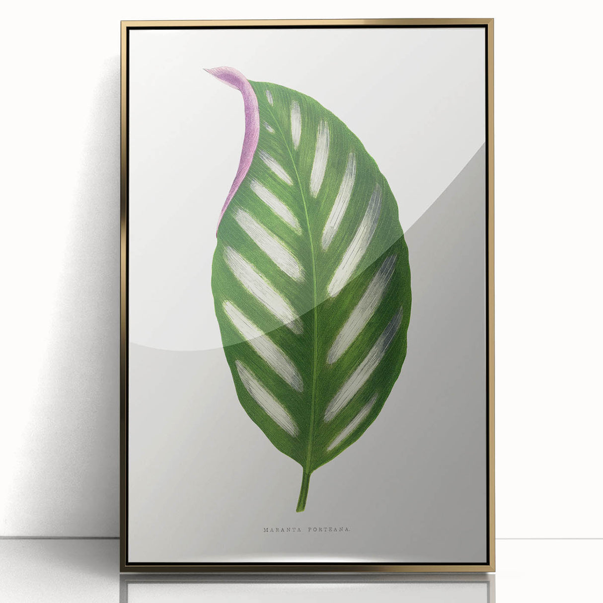 Romanticism Art - Maranta Porteana Leaf Illustration on Canvas