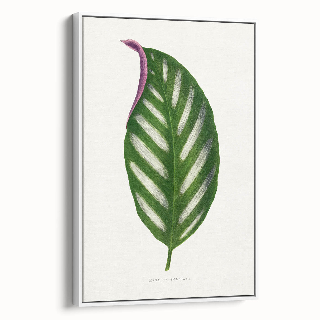 Romanticism Art - Maranta Porteana Leaf Illustration on Canvas