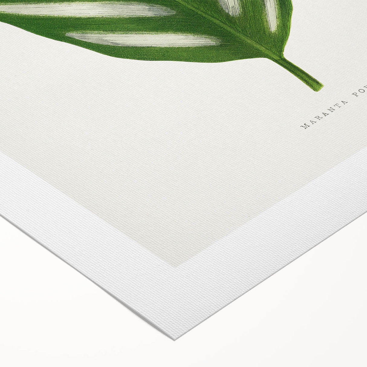 Romanticism Art - Maranta Porteana Leaf Illustration on Canvas