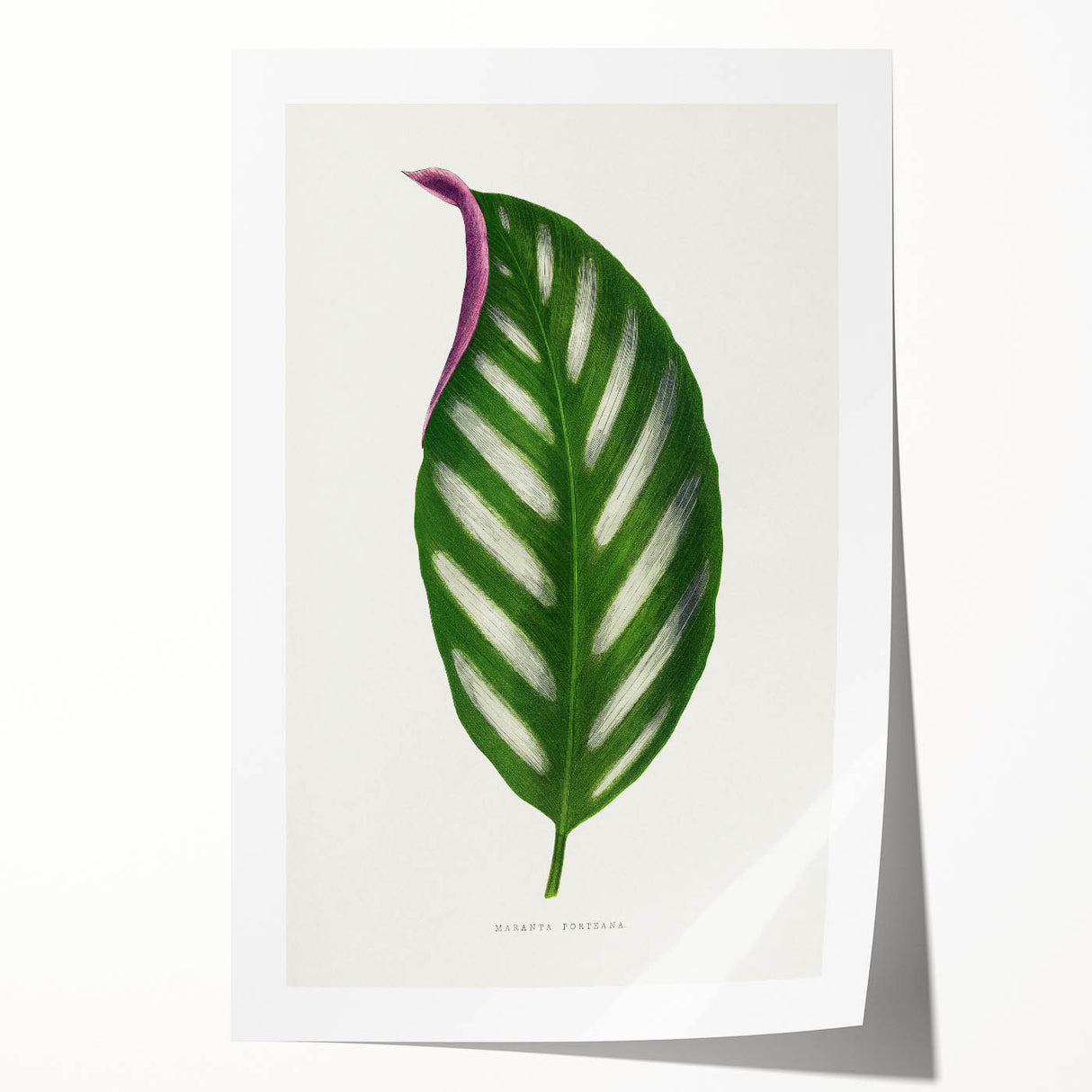 Romanticism Art - Maranta Porteana Leaf Illustration on Canvas