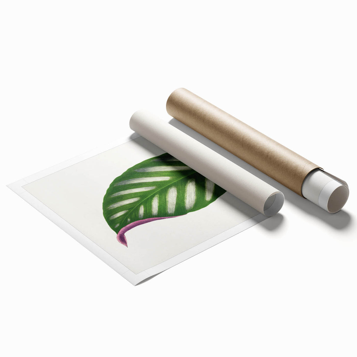 Romanticism Art - Maranta Porteana Leaf Illustration on Canvas