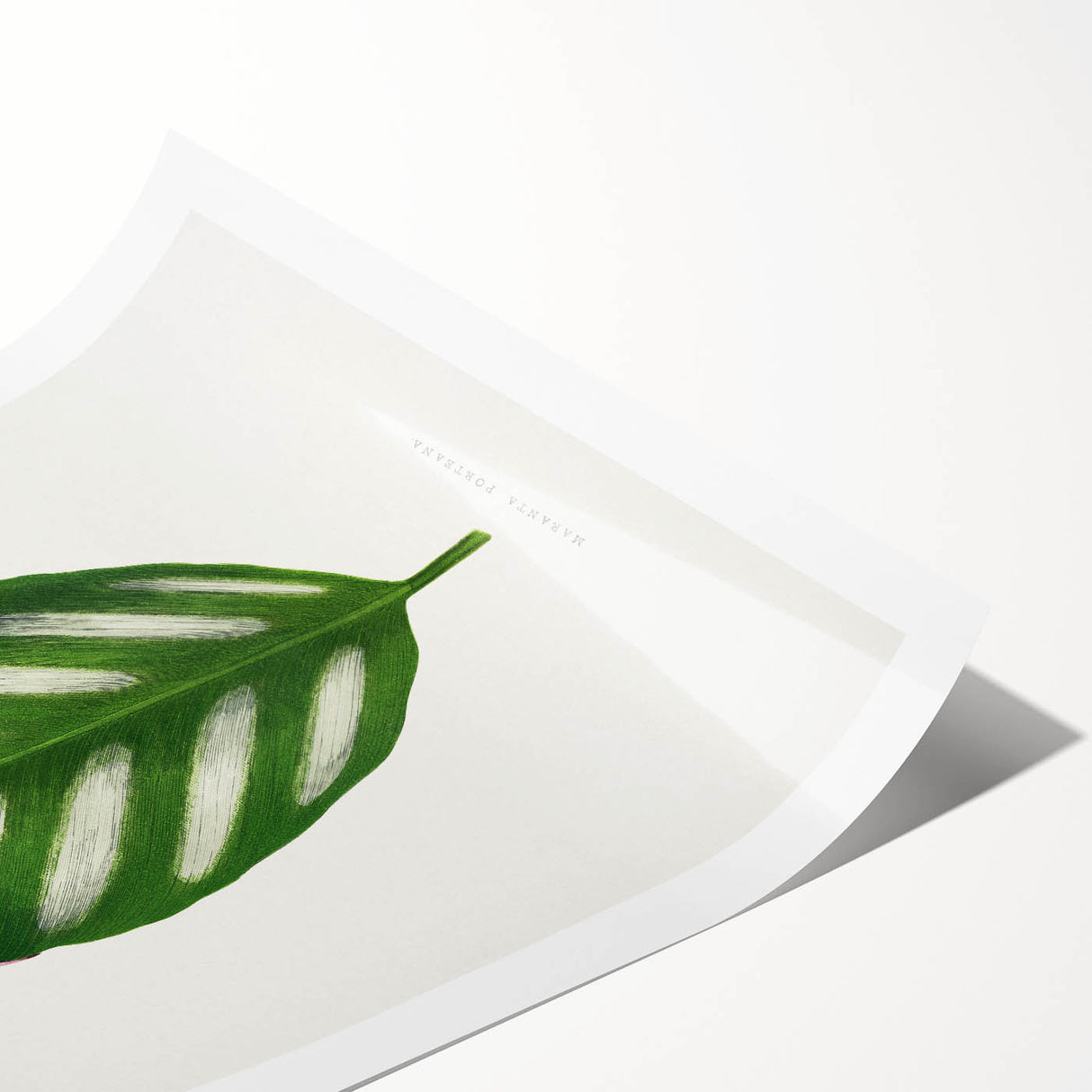 Romanticism Art - Maranta Porteana Leaf Illustration on Canvas