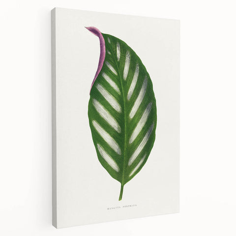 Romanticism Art - Maranta Porteana Leaf Illustration on Canvas
