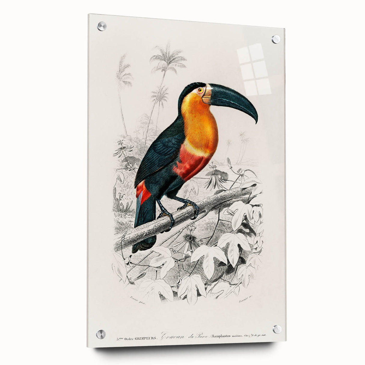 Romanticism Art: Illustrated Toucan by Charles Dessalines D'Orbigny