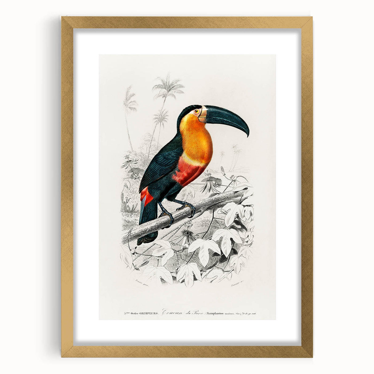 Romanticism Art: Illustrated Toucan by Charles Dessalines D'Orbigny