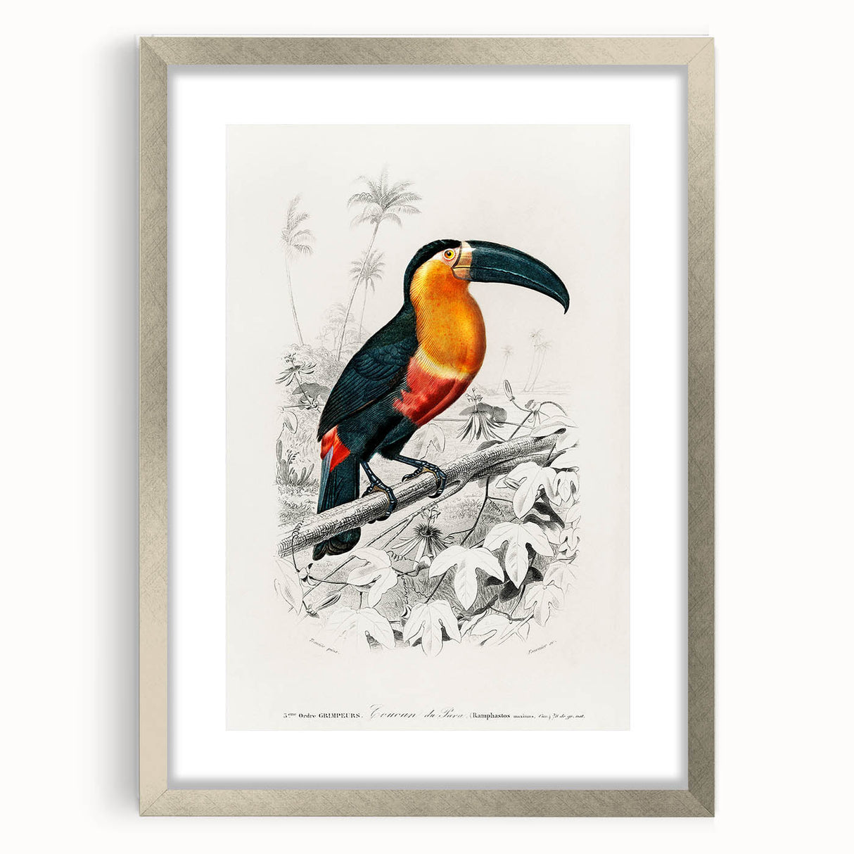 Romanticism Art: Illustrated Toucan by Charles Dessalines D'Orbigny