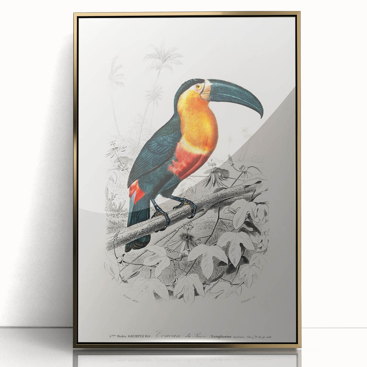 Romanticism Art: Illustrated Toucan by Charles Dessalines D'Orbigny