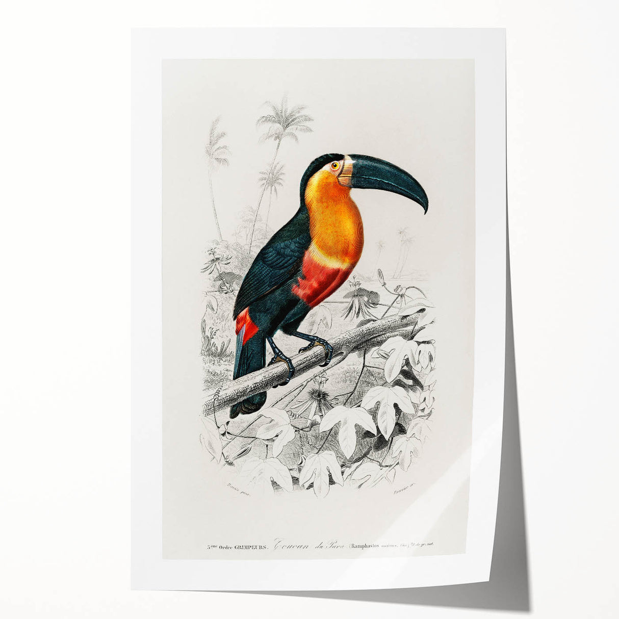 Romanticism Art: Illustrated Toucan by Charles Dessalines D'Orbigny
