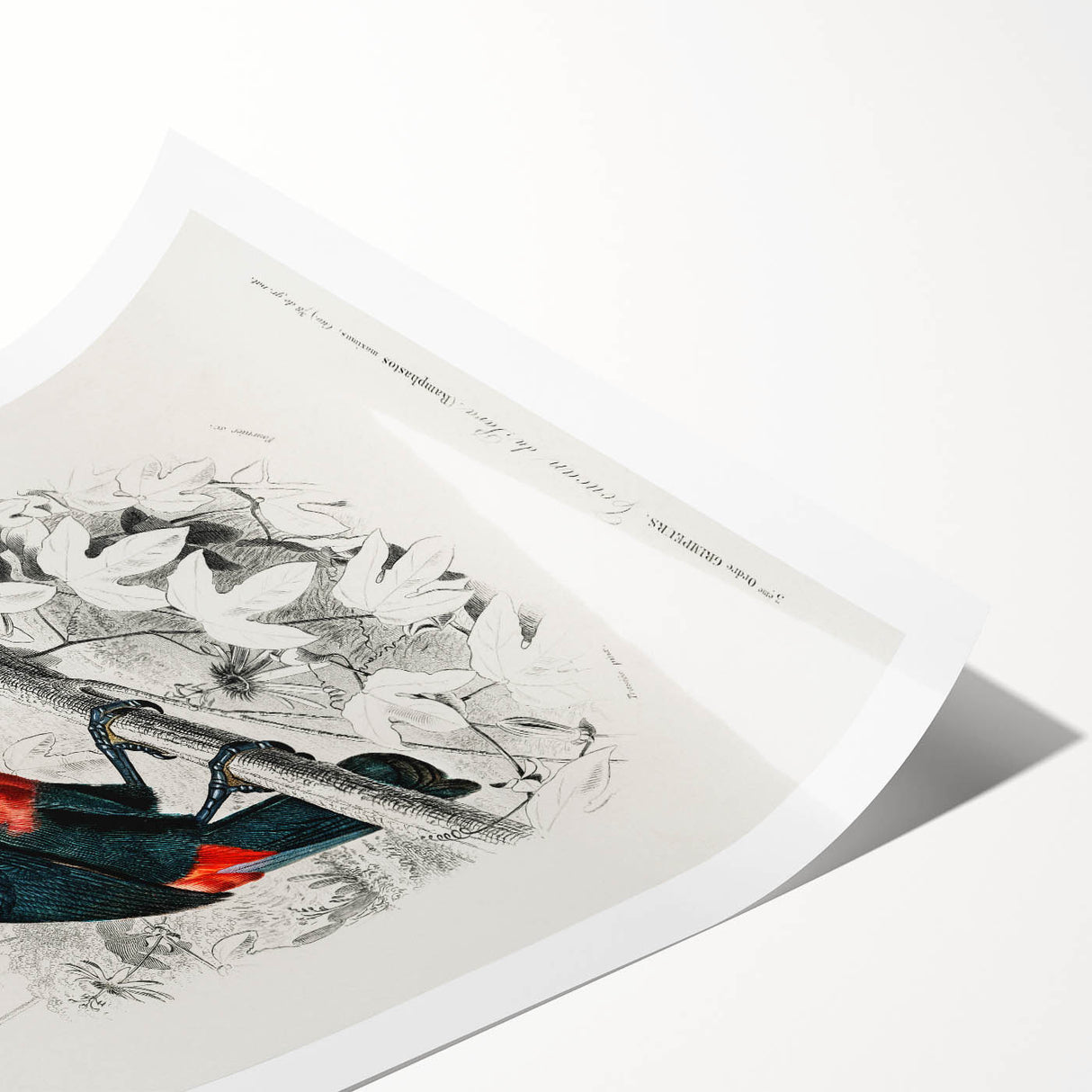 Romanticism Art: Illustrated Toucan by Charles Dessalines D'Orbigny