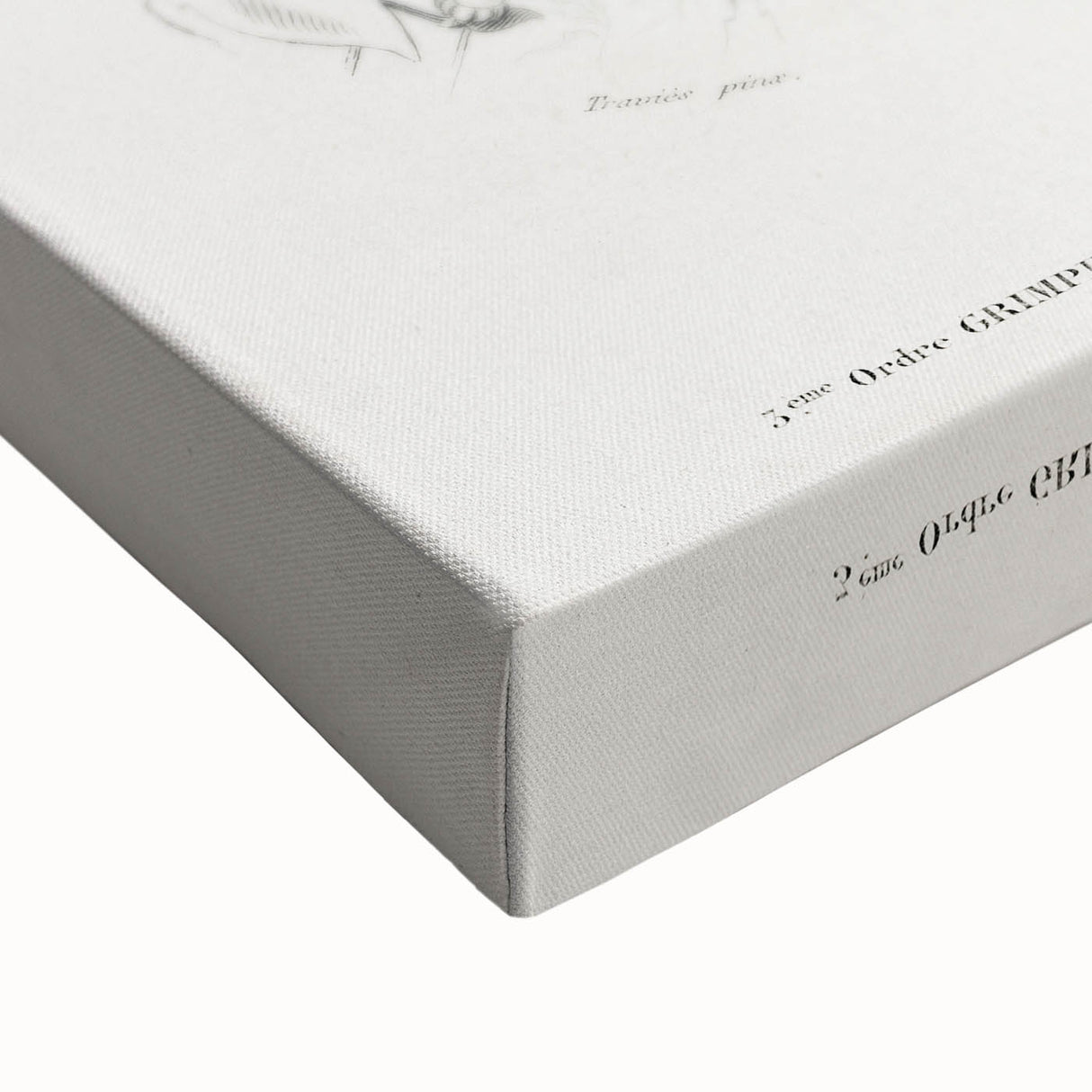 Romanticism Art: Illustrated Toucan by Charles Dessalines D'Orbigny