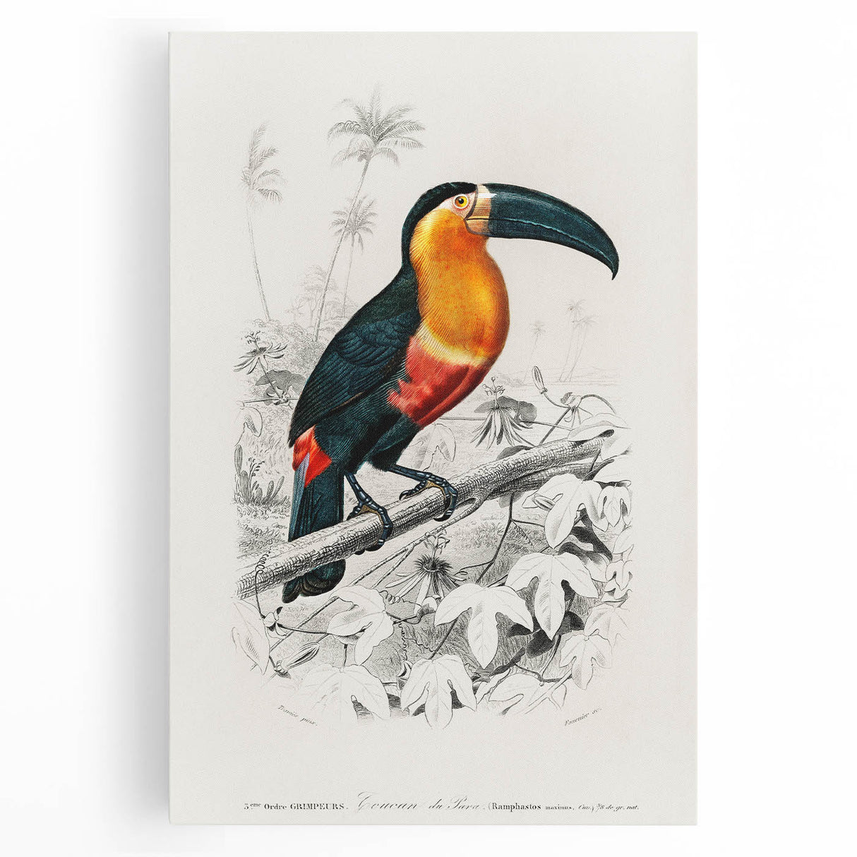 Romanticism Art: Illustrated Toucan by Charles Dessalines D'Orbigny