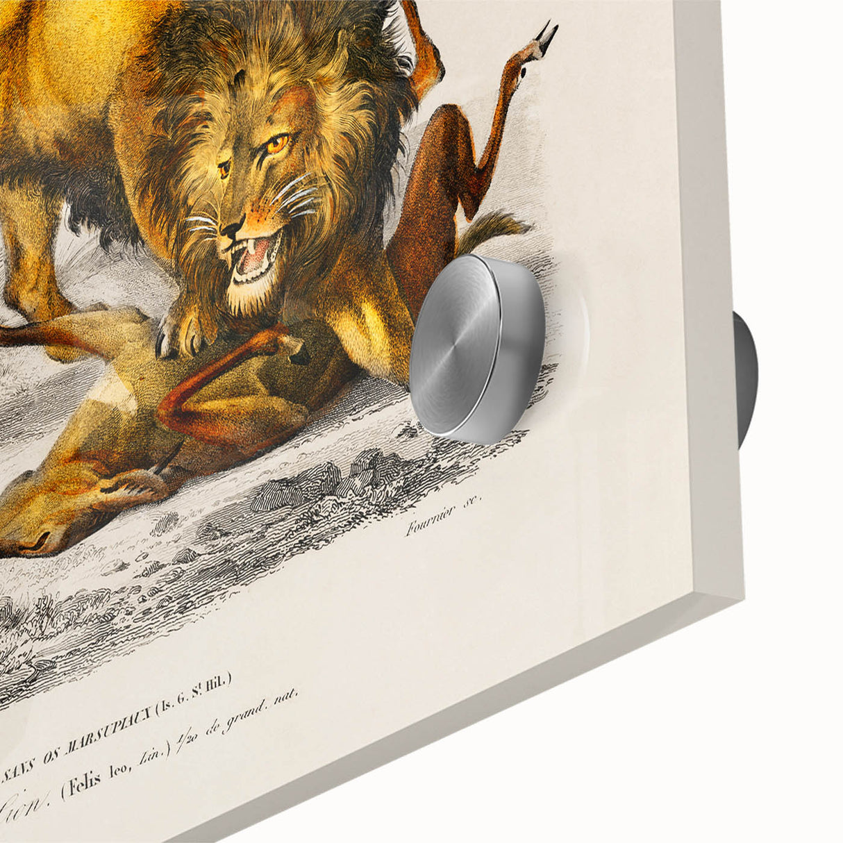 Romanticism Art: Lion Illustration by Charles Dessalines D'Orbigny